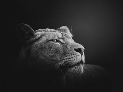 Exploring the Benefits of SVG Over JPEG for Your Web Images