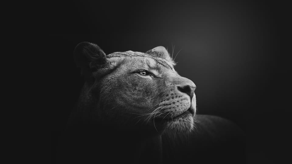 Exploring the Benefits of SVG Over JPEG for Your Web Images